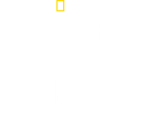 Hammerhead Sharks Up Close with Bertie Gregory