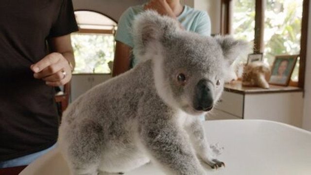 Izzy y los koalas S01E07