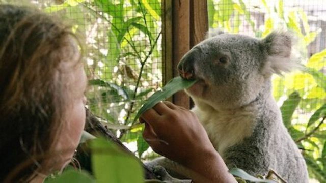 Izzy y los koalas S02E04