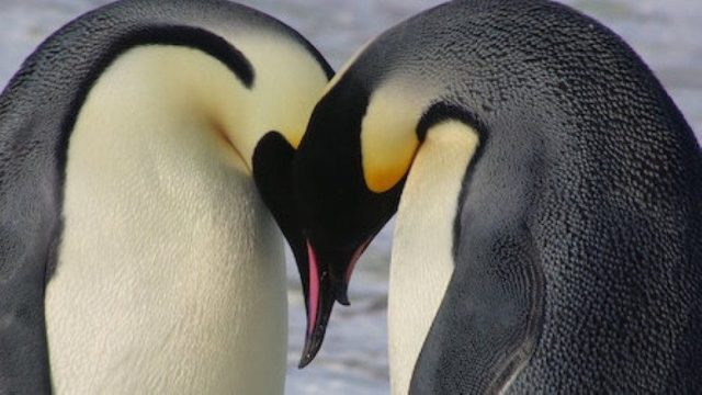 Animales Bebés S01E07