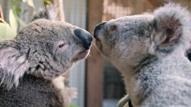 Izzy y los koalas S02E08