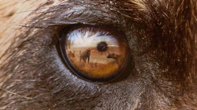 Predadores S01E05